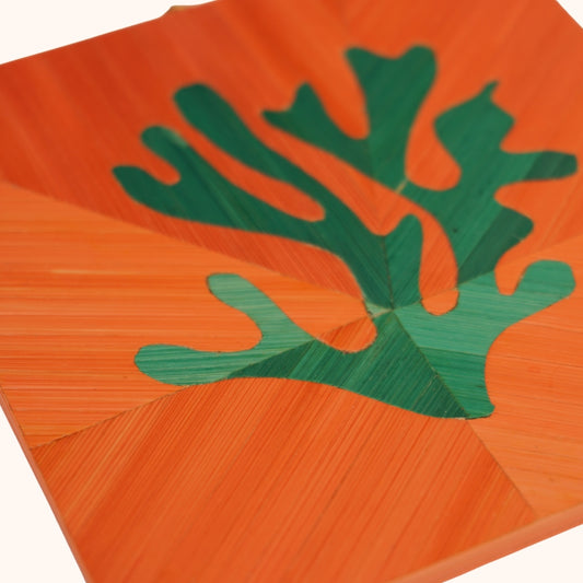 Algues vert fond corail